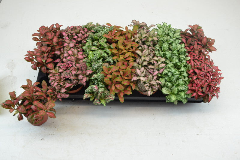 Fittonia vers Ferschaffetii Mix (6cm Pot) 10cm