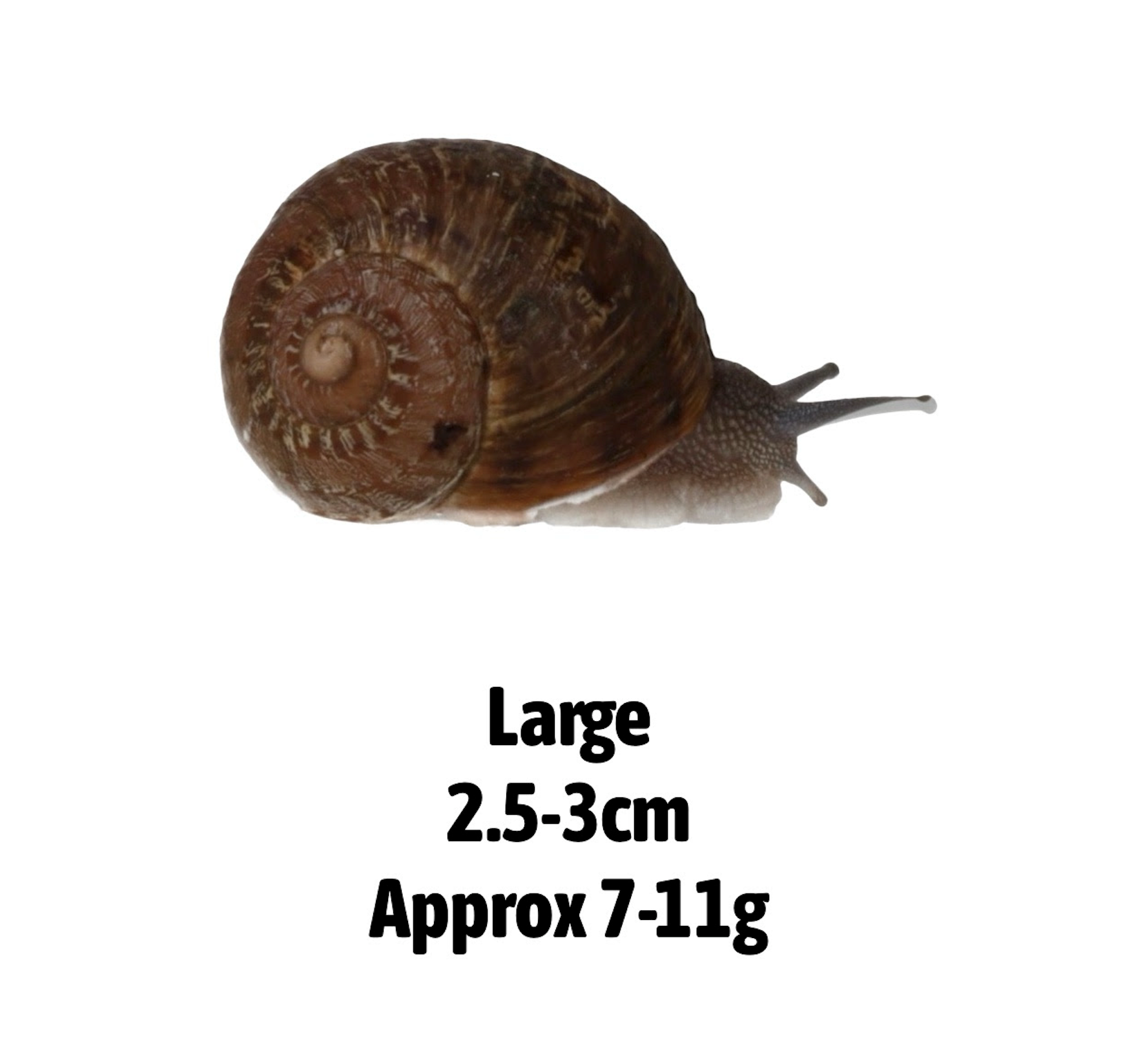 Live Snails for Reptiles