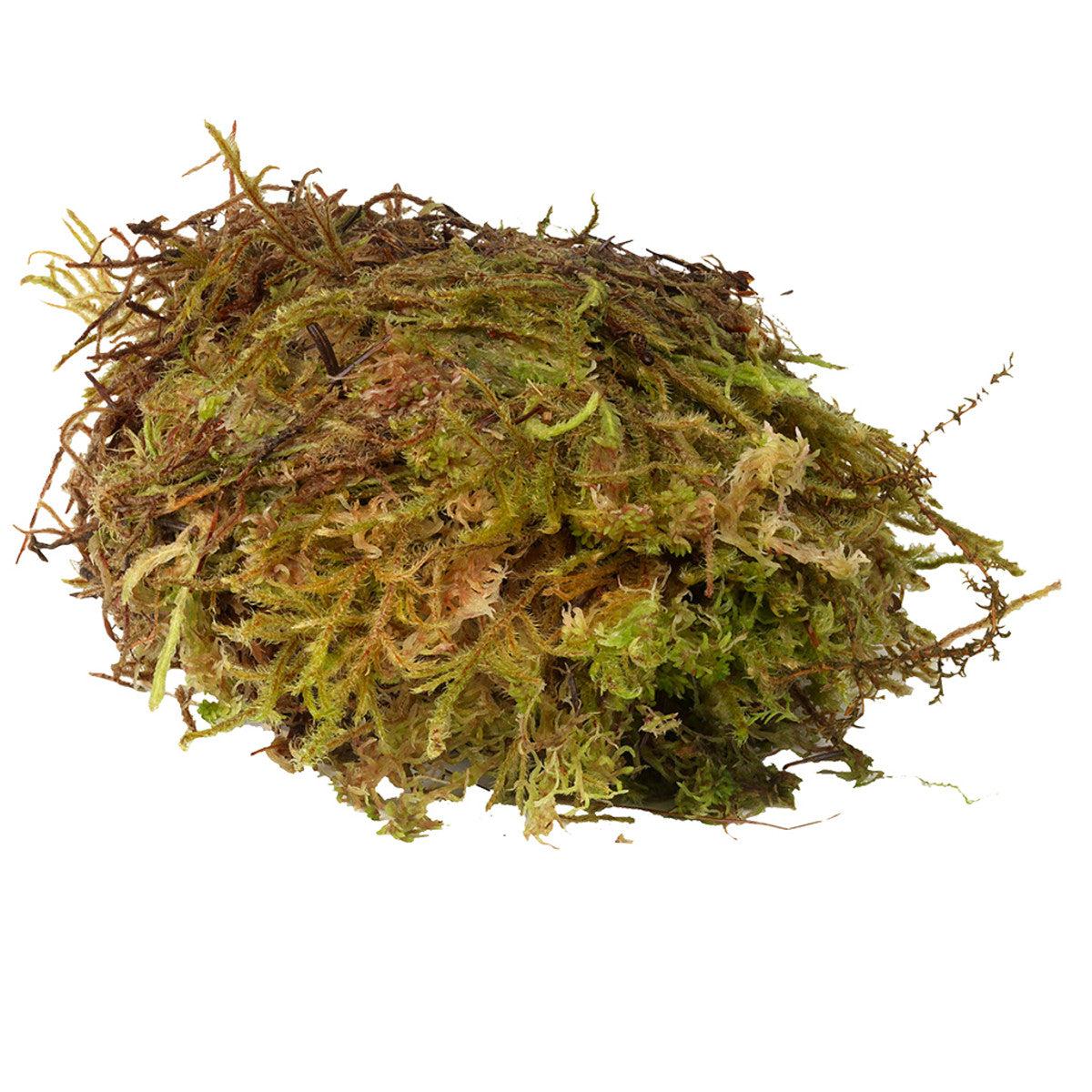 Zoomed New Zealand Sphagnum Moss for sale