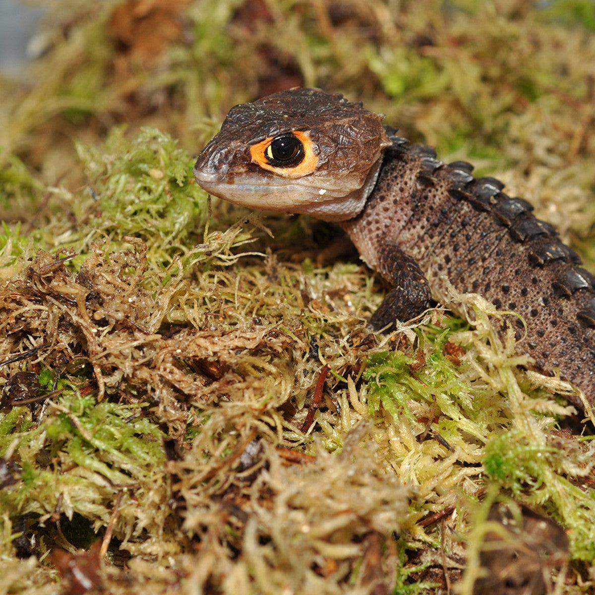 HabiStat Sphagnum Moss