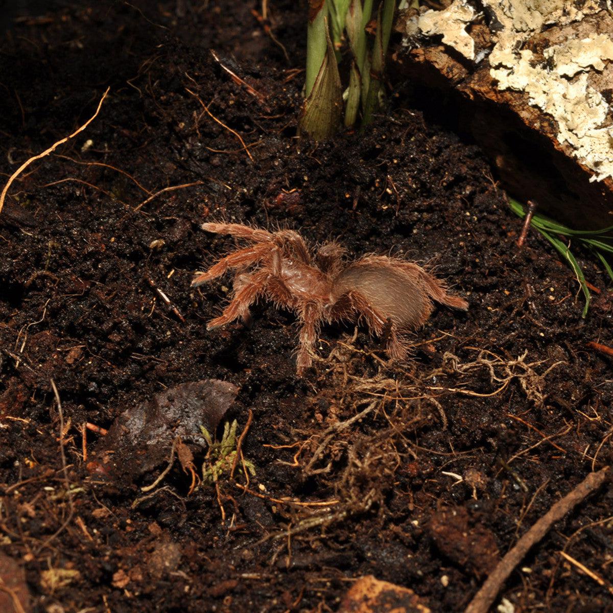 HabiStat Jungle Bio Substrate