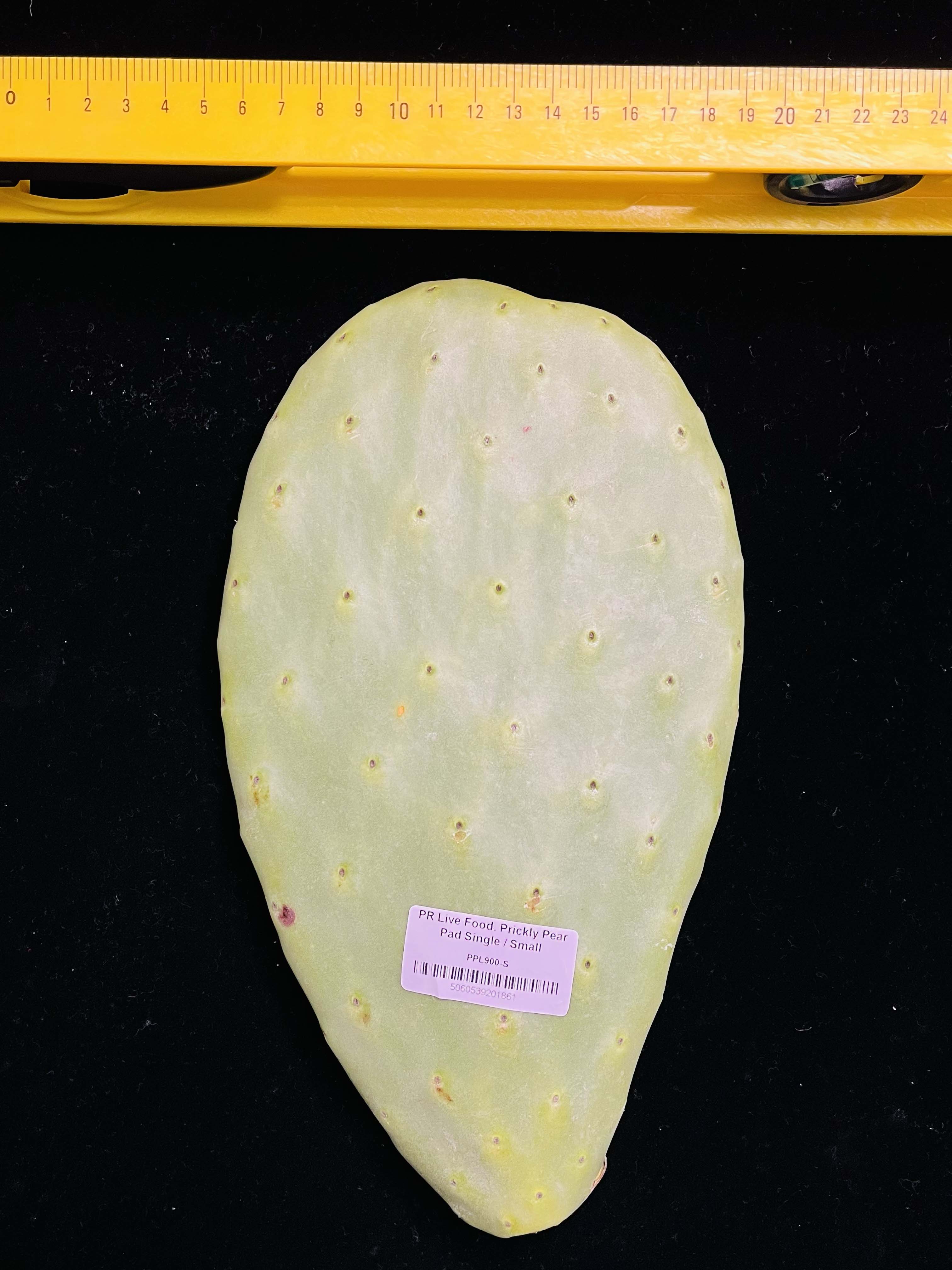 Prickly Pear (Opuntia) Cactus