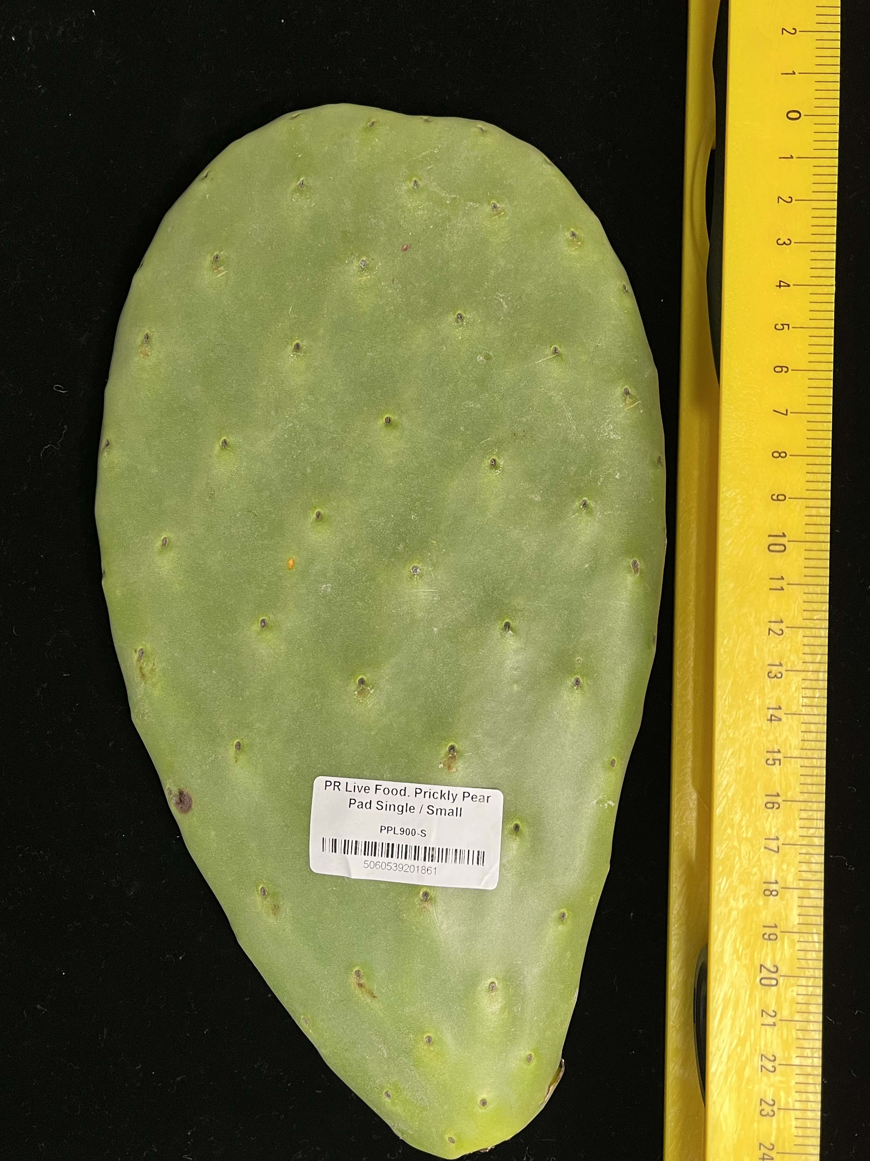 Prickly Pear (Opuntia) Cactus