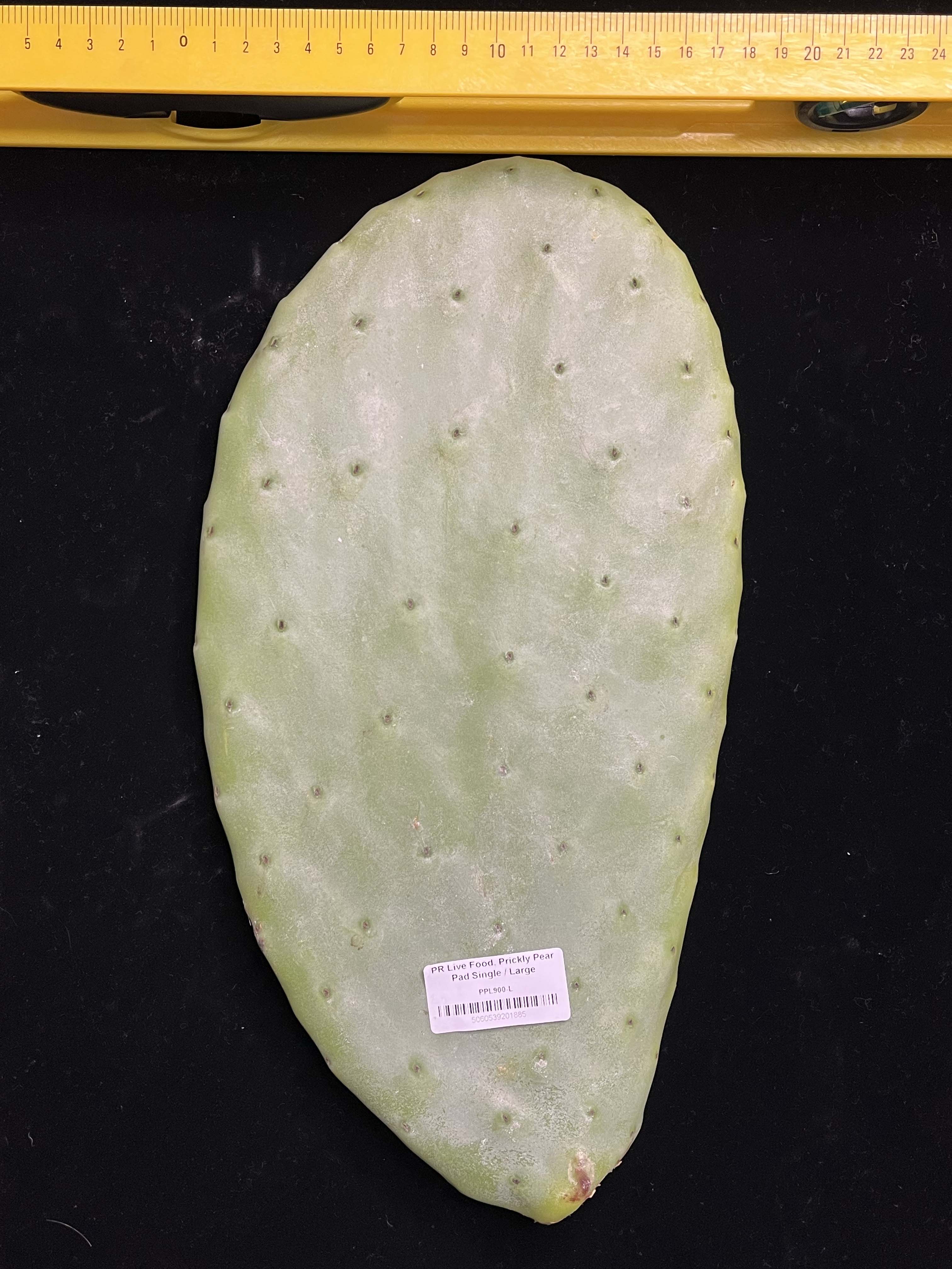 Prickly Pear (Opuntia) Cactus