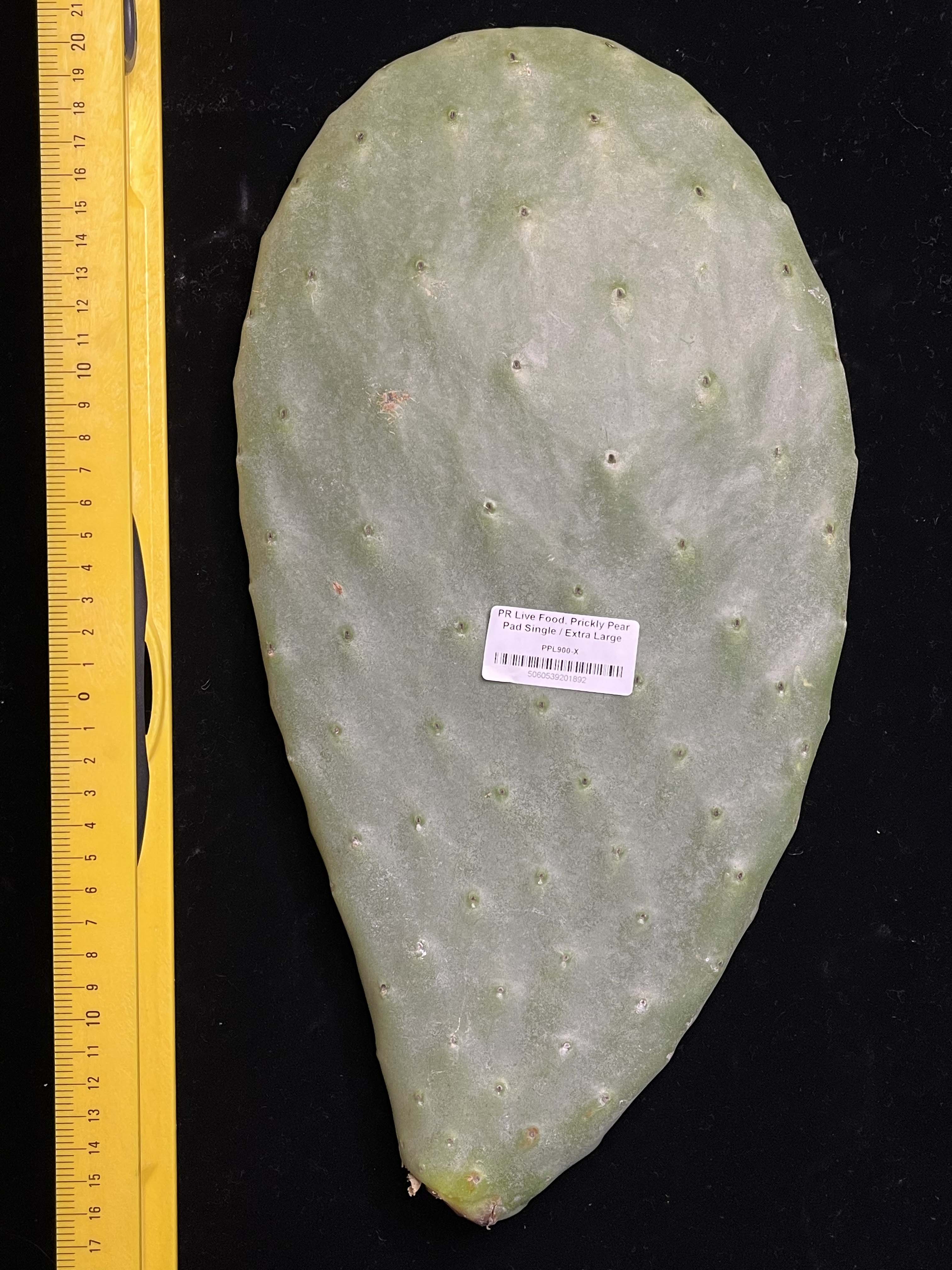 Prickly Pear (Opuntia) Cactus