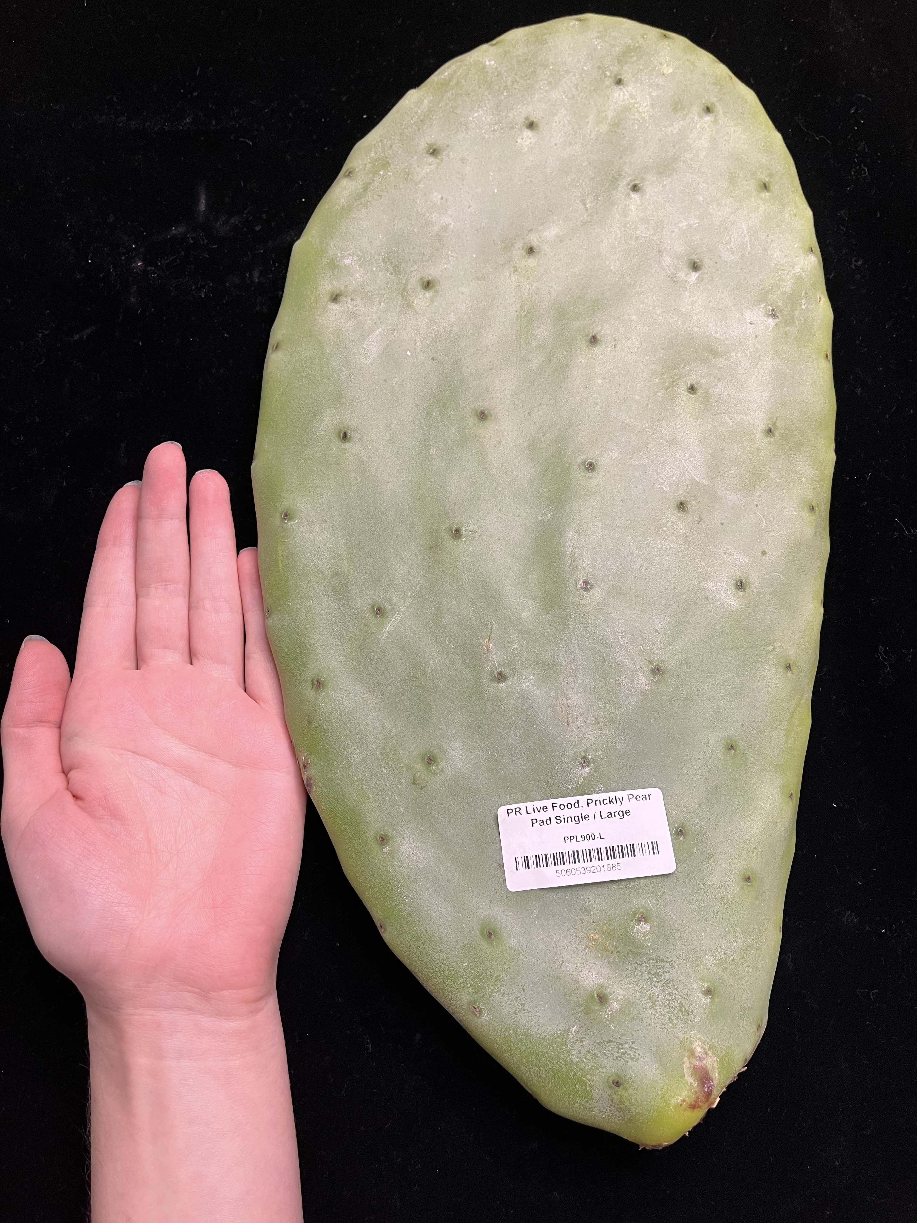 Prickly Pear (Opuntia) Cactus