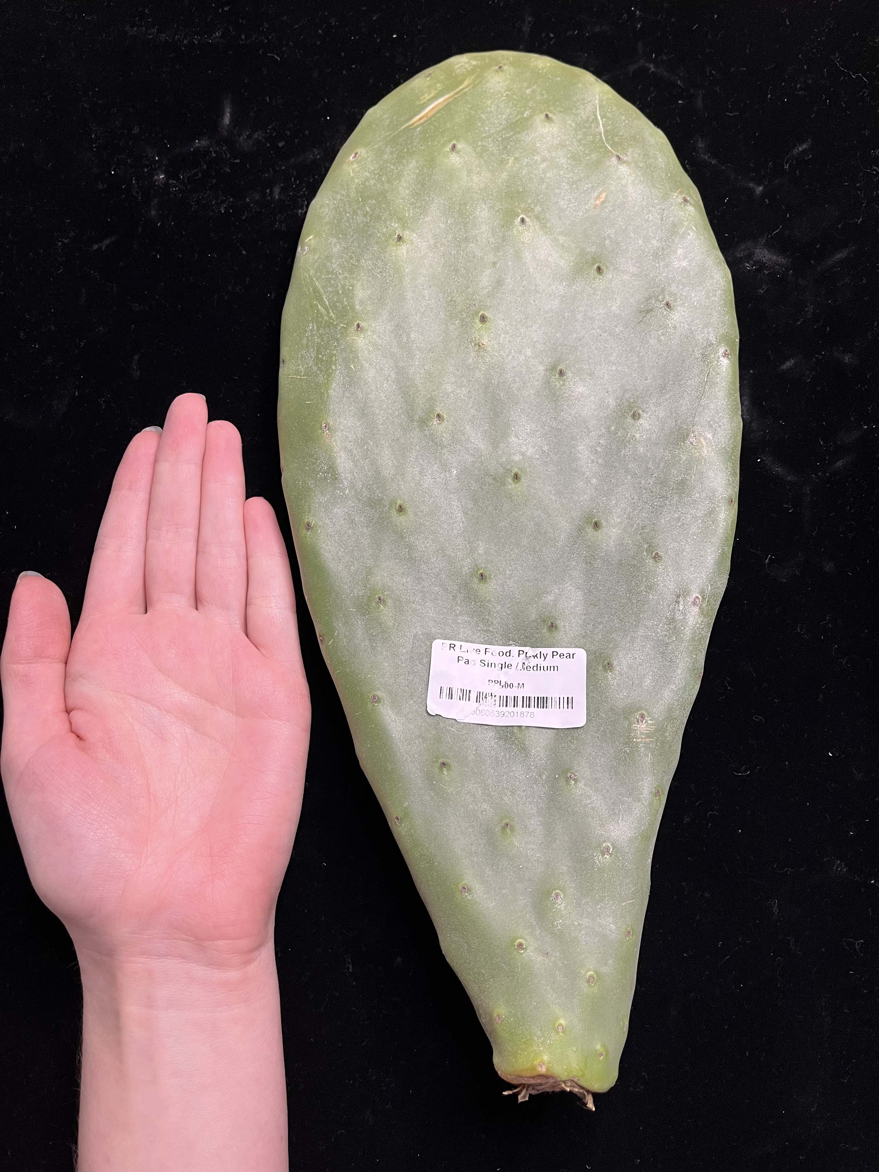 Prickly Pear (Opuntia) Cactus