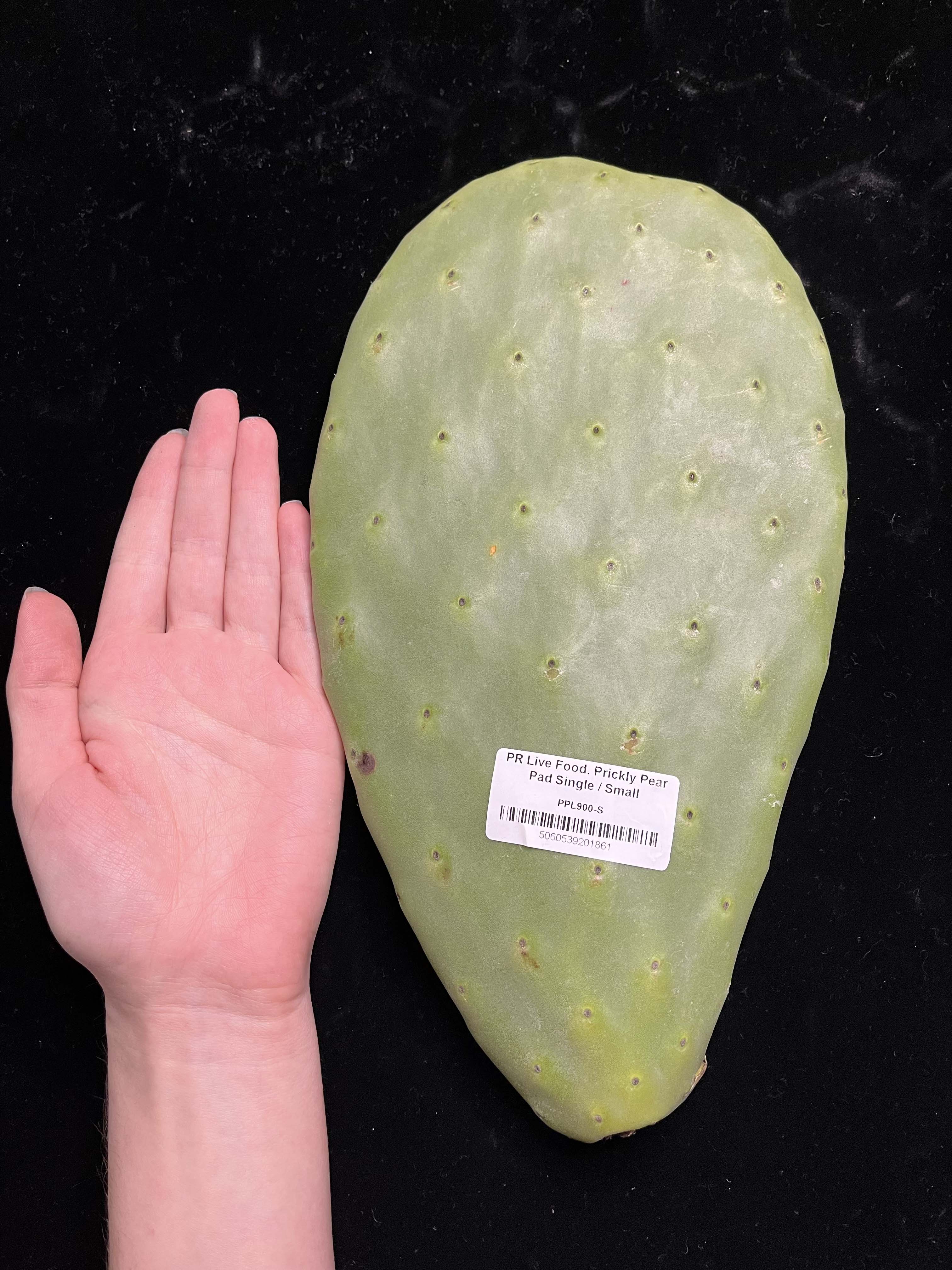 Prickly Pear (Opuntia) Cactus