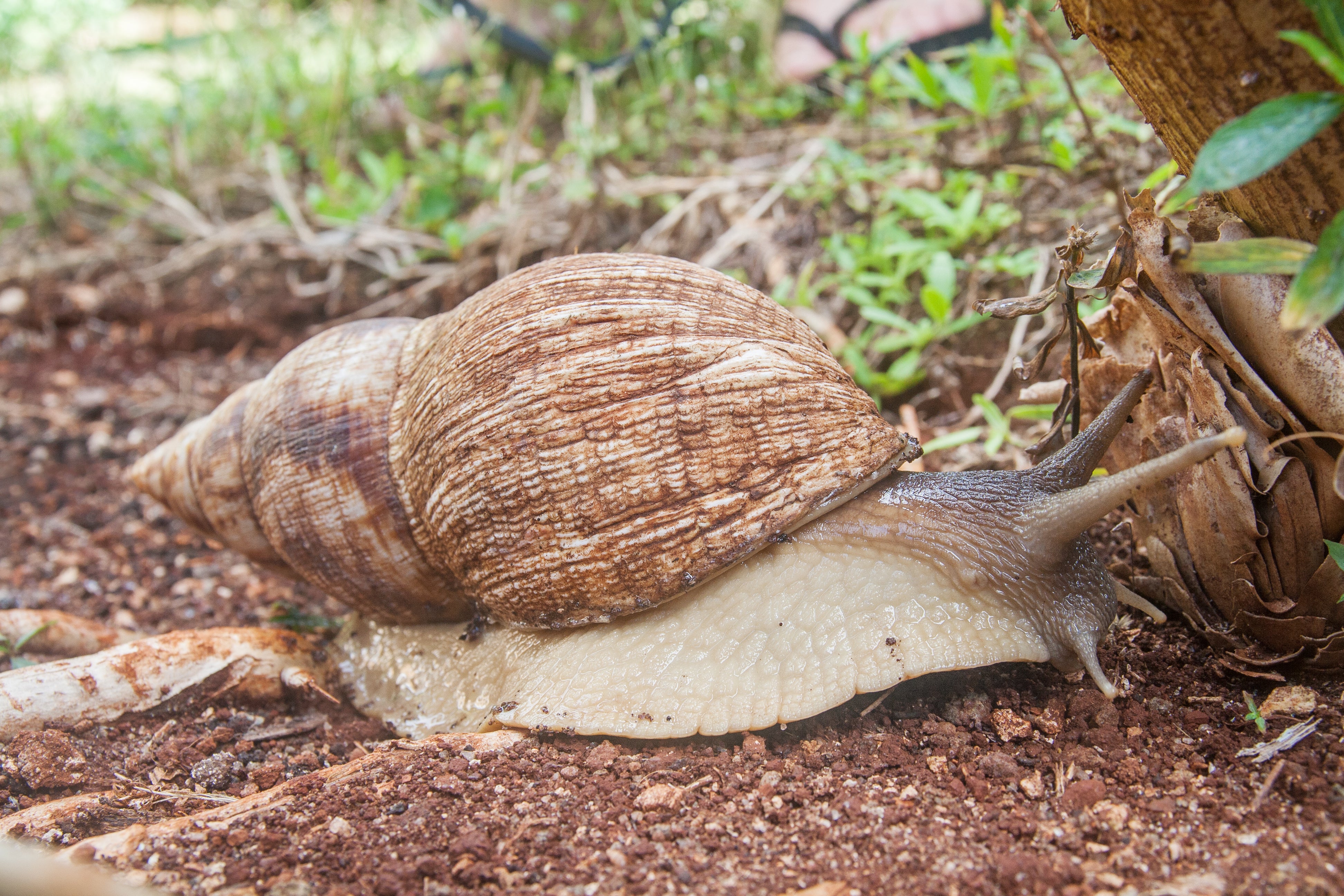 Giant African Land Snail Care Sheet