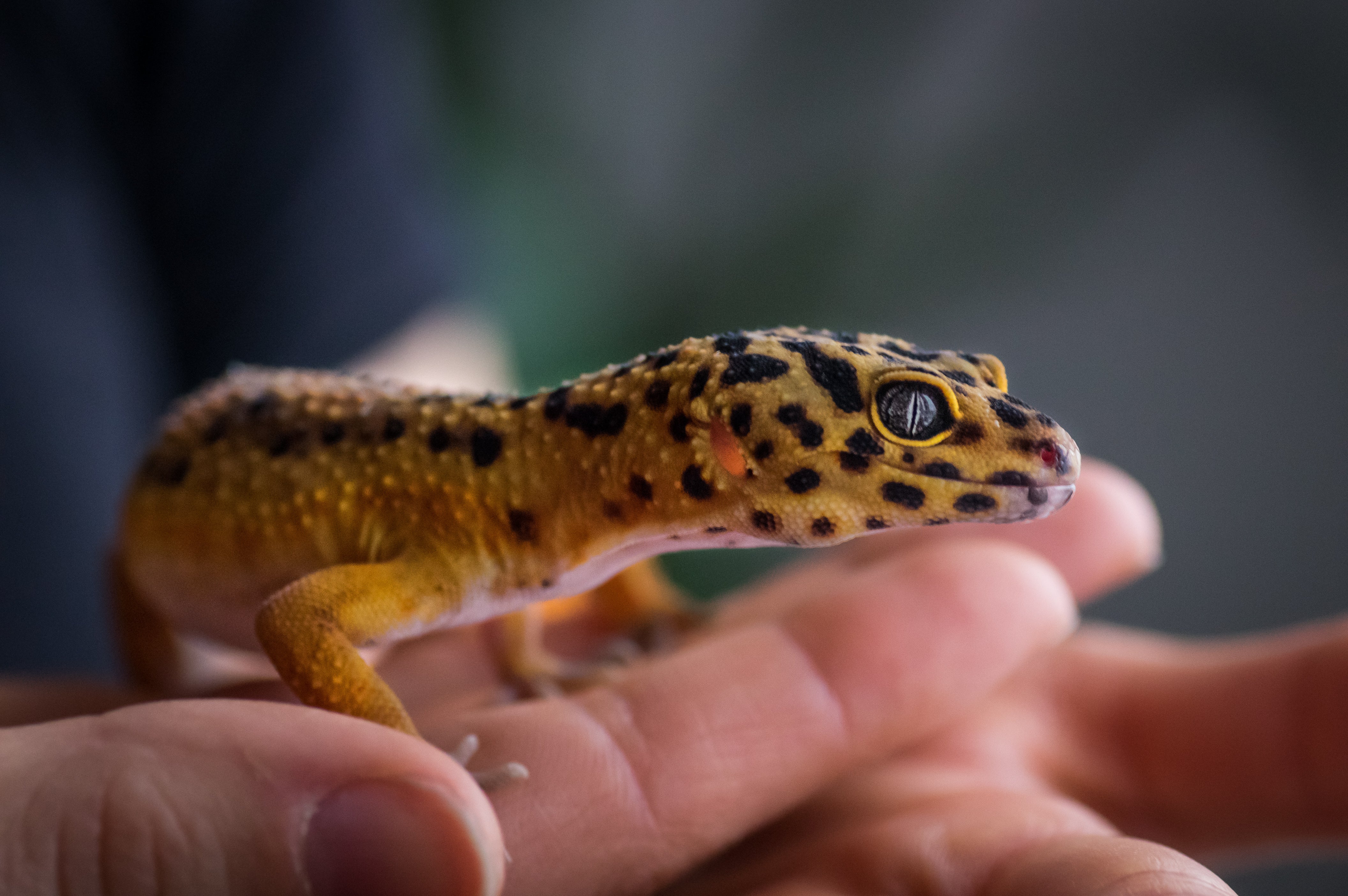 Leopard Gecko Care Sheet