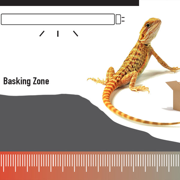 Bearded dragon lighting kit shops