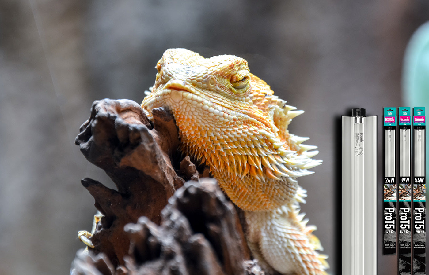 Which UV Light Should I Buy for My Bearded Dragon?