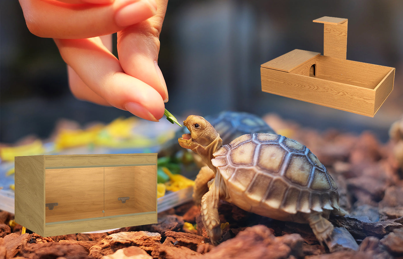 Housing for Tortoises: The Pros & Cons of Tortoise Tables and Vivarium’s
