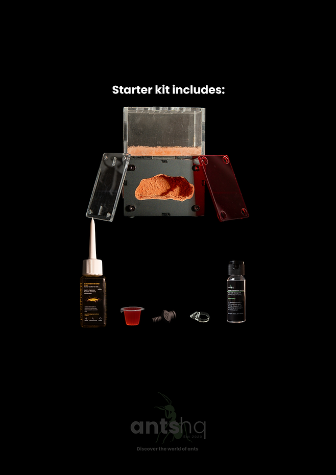 AntsHQ Myrmeco Nano Starter Nest