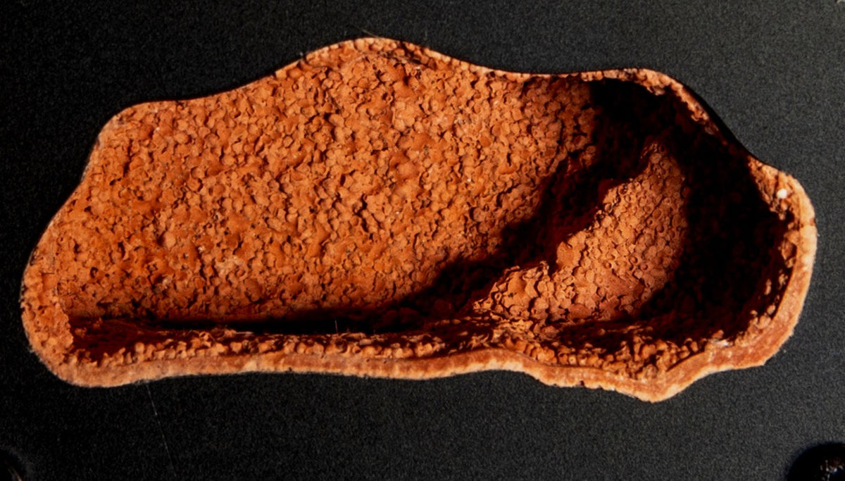 AntsHQ Myrmeco Nano Starter Nest