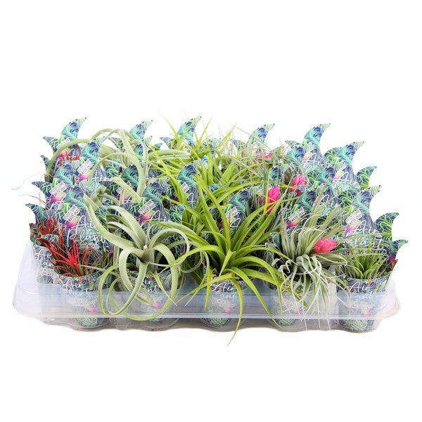 Tillandsia + cover (7cm Pot) 15cm
