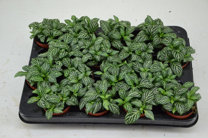 Fittonia mosaic Marble Green green (7cm Pot) 10cm