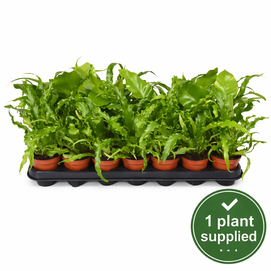Asplenium mixed (8cm Pot) 20cm