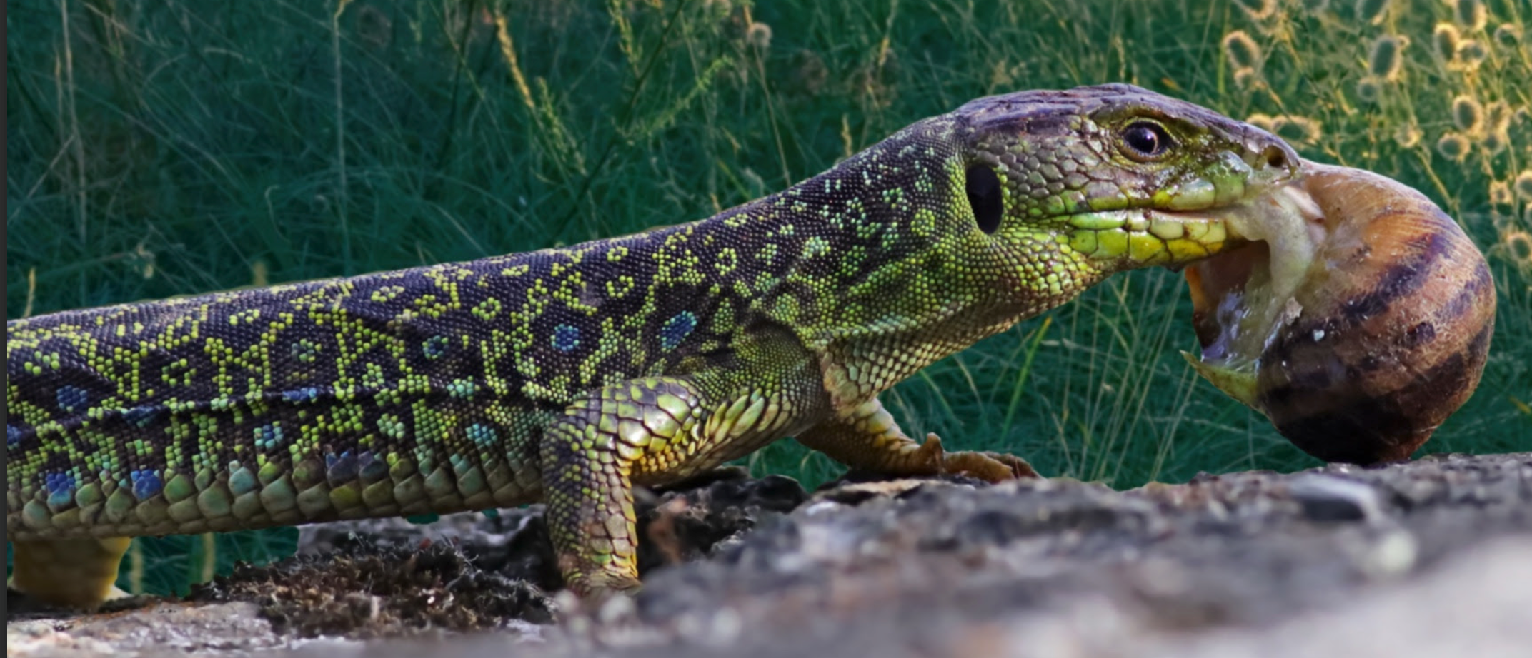 Live Snails for Reptiles