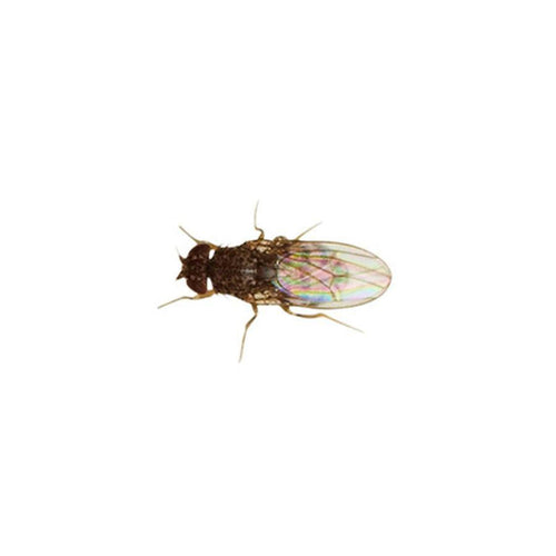 Fruit Fly Culture 4-Pack Variety - Live Flightless Turkish Gliders Fruit Fly Culture 4-Pack Variety - Live Flightless Turkish Gliders