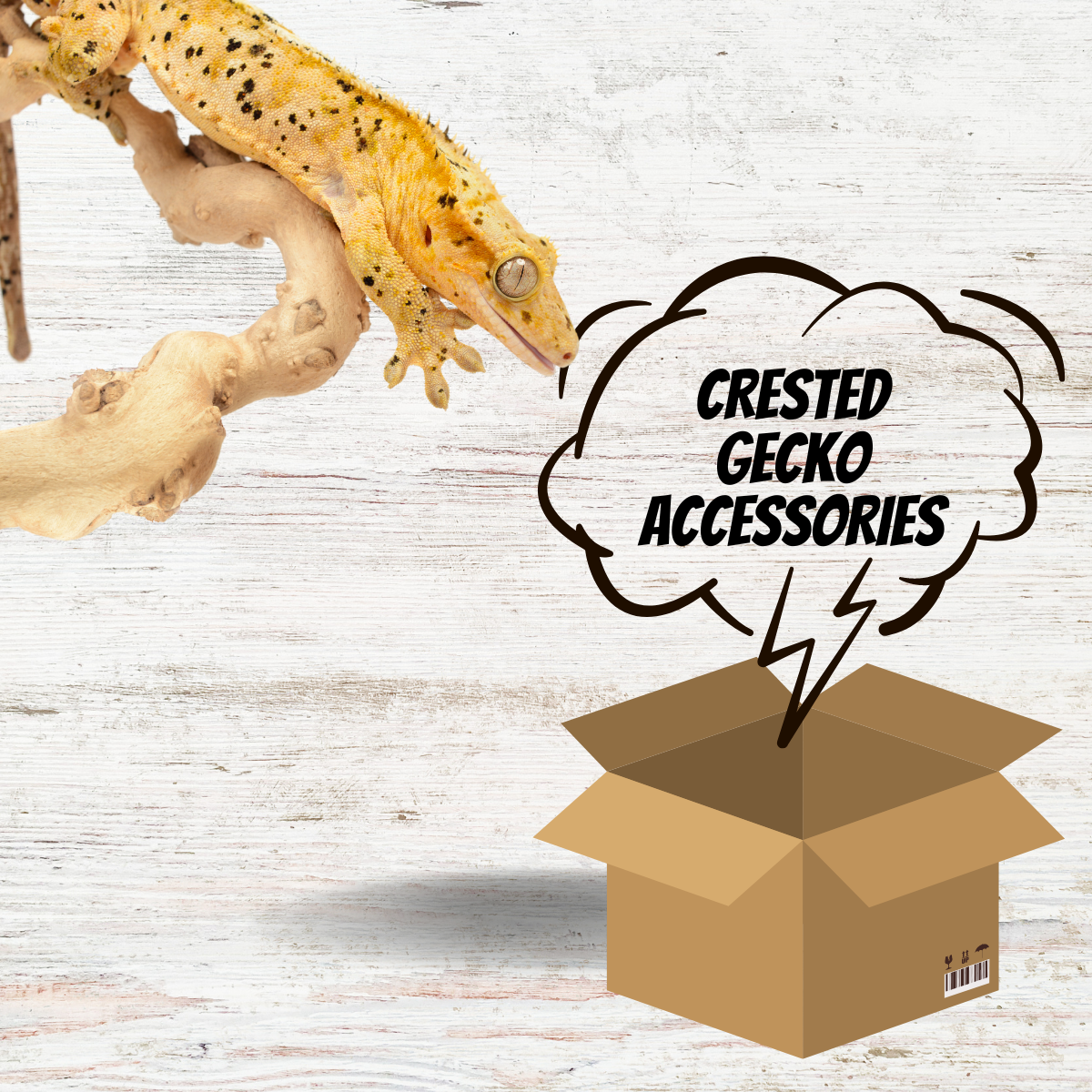 Crested Gecko Accessory Kit