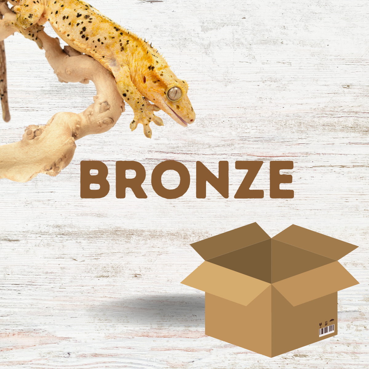 Crested Gecko Starter Kit - Bronze Juvenile (30x30x45cm)