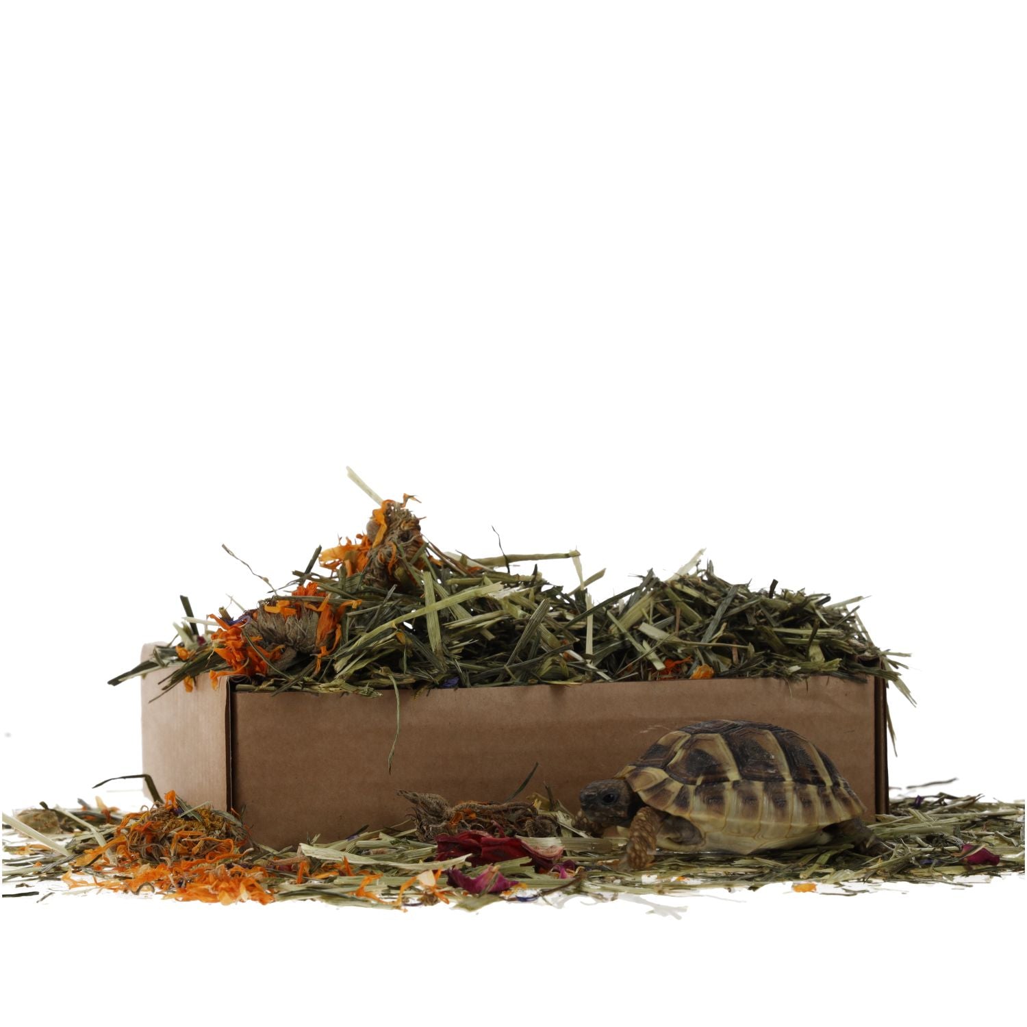 ProRep Tortoise Foraging Tray 70g