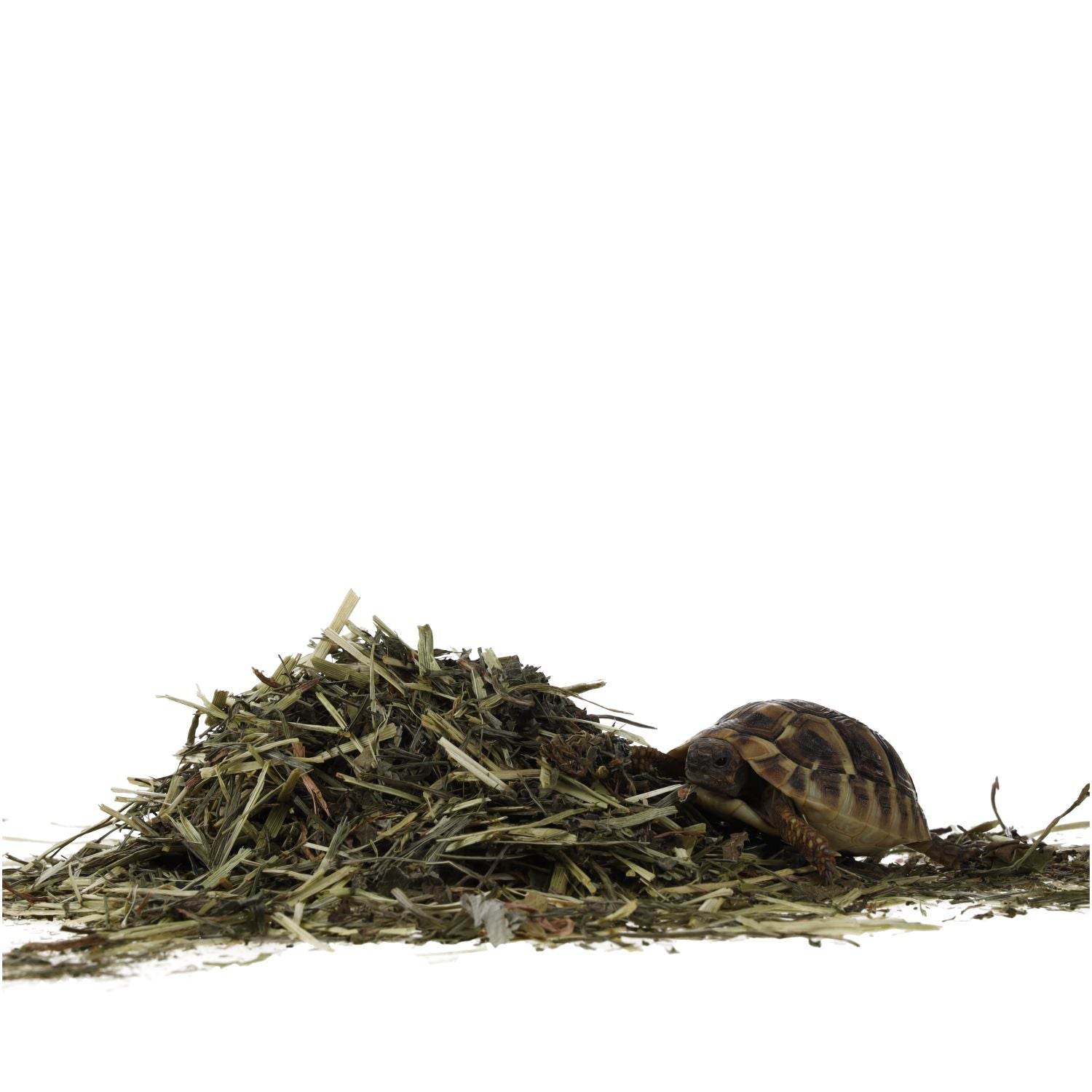 ProRep Tortoise Foraging Tray 70g