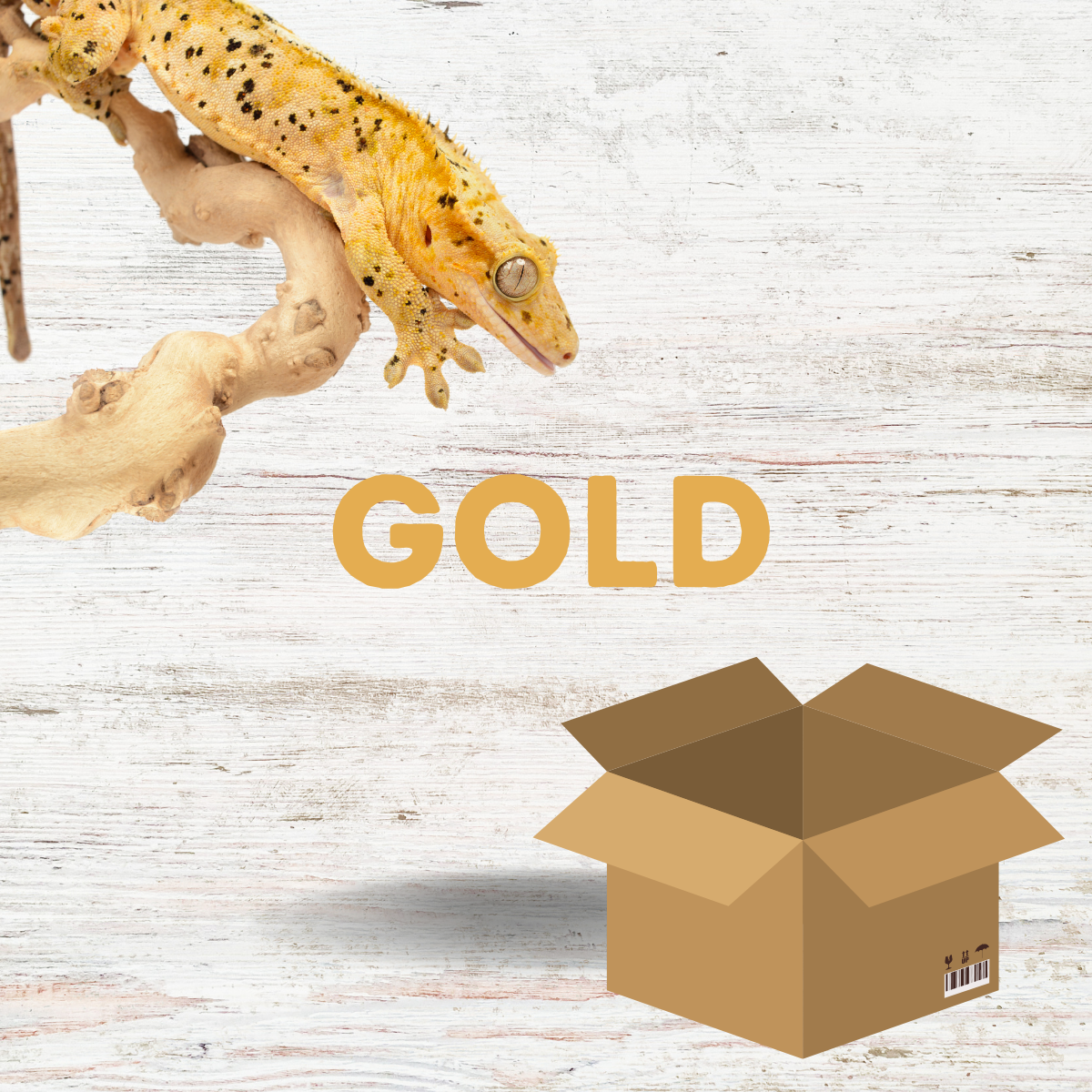 Crested Gecko Starter Kit - Gold (60x45x60cm)
