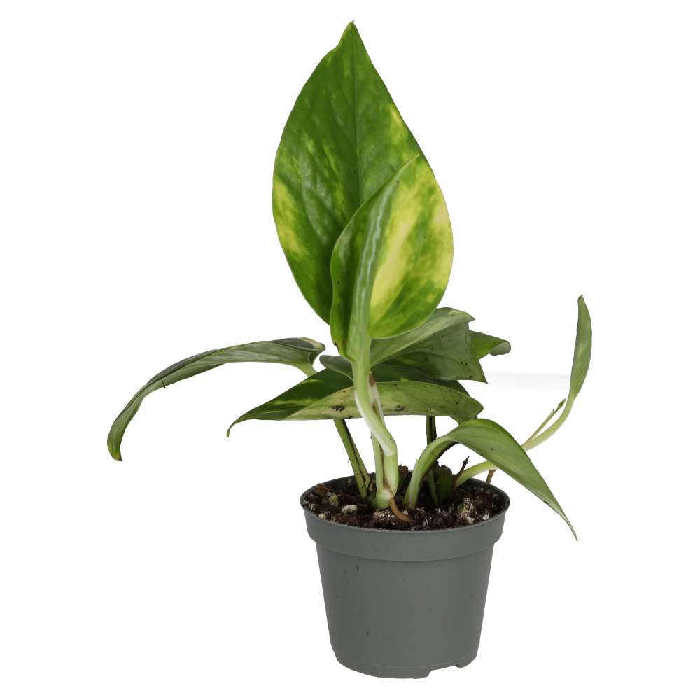 Devil's Ivy (Epipremnum aureum)