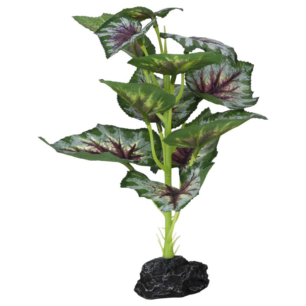 ProRep Terrestrial Begonia Silver Spirit 27cm