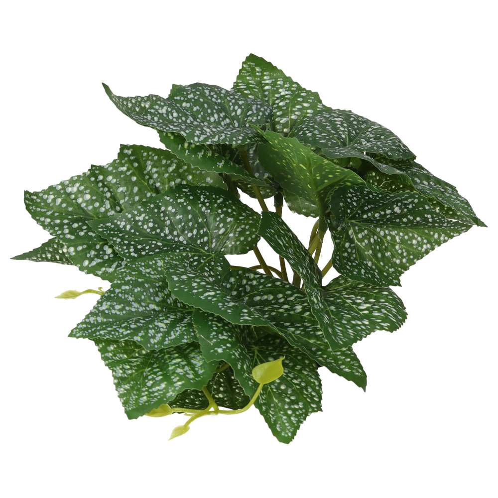 ProRep Terrestrial Begonia Polka Dot 14cm