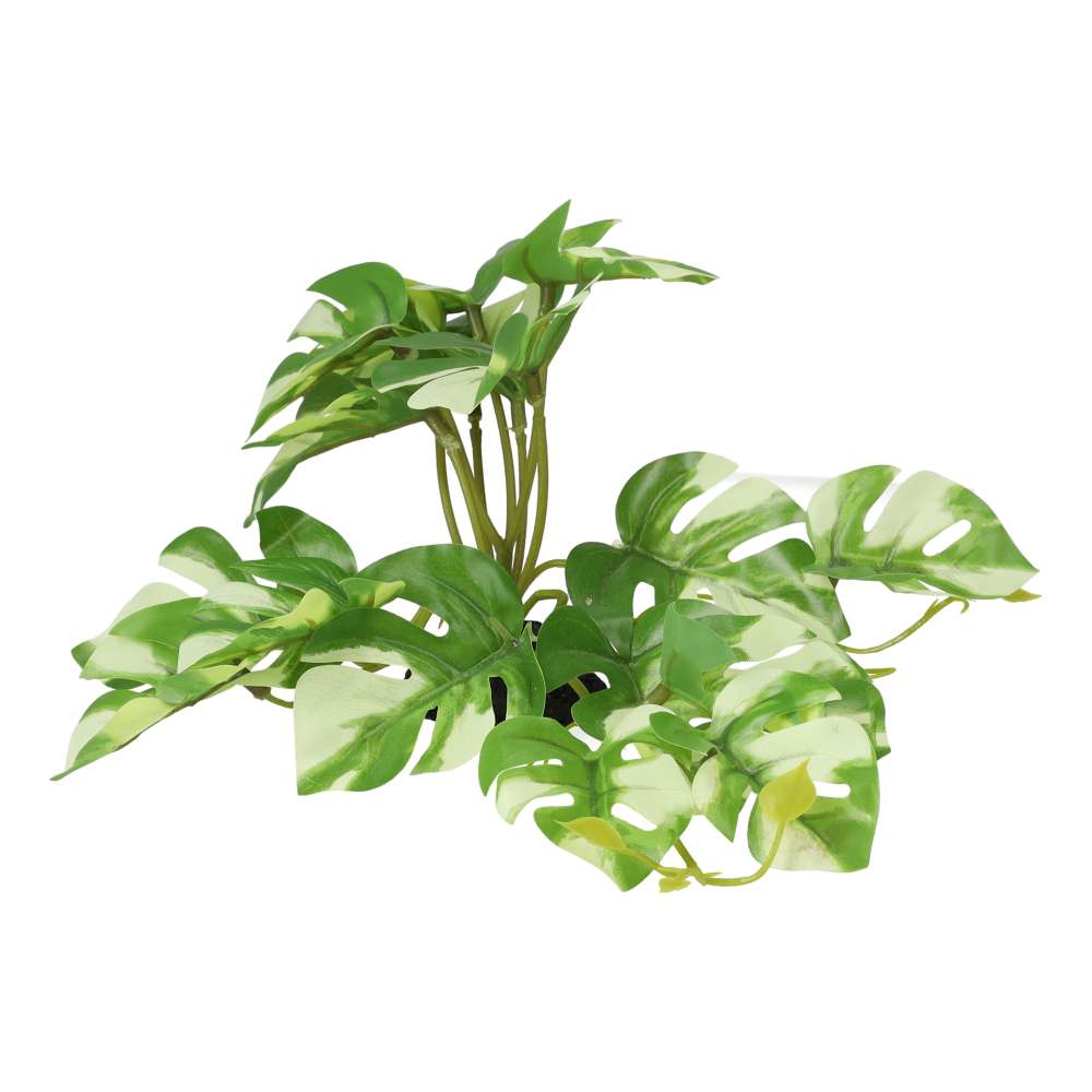 ProRep Terrestrial Gardenia Variegated 14cm