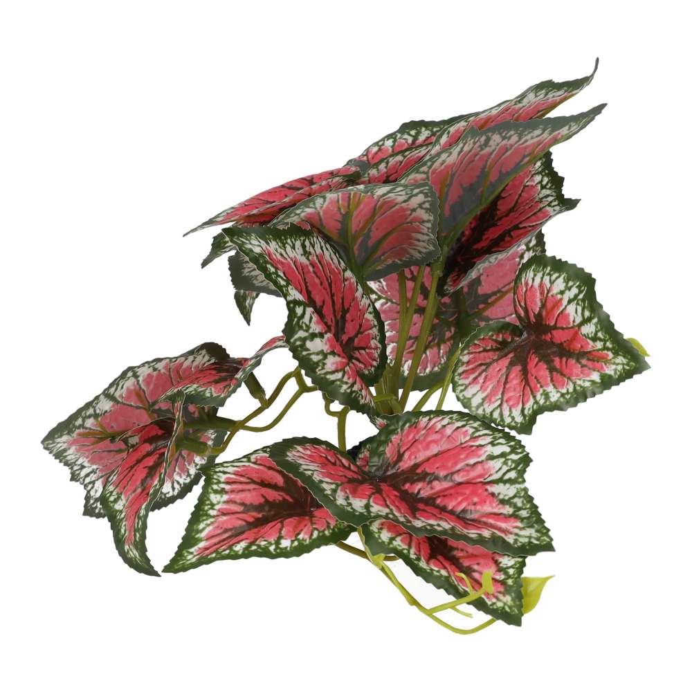 ProRep Terrestrial Begonia Salsa 14cm