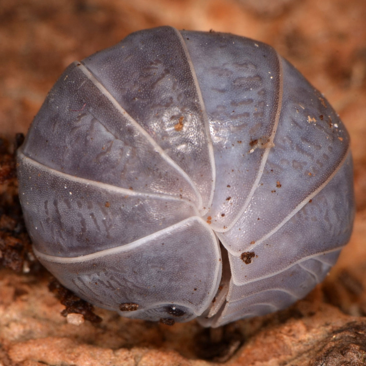 Specialist Woodlice