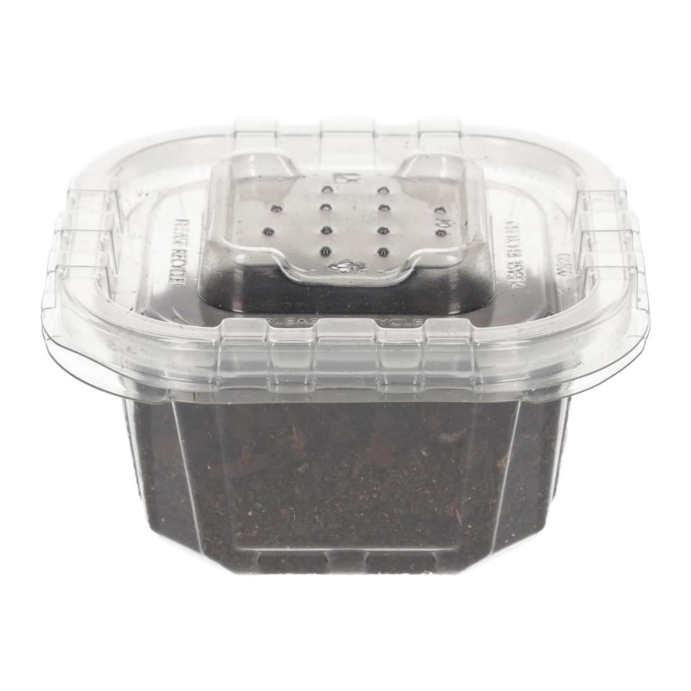 Mini Speckled Woodlice pre-pack