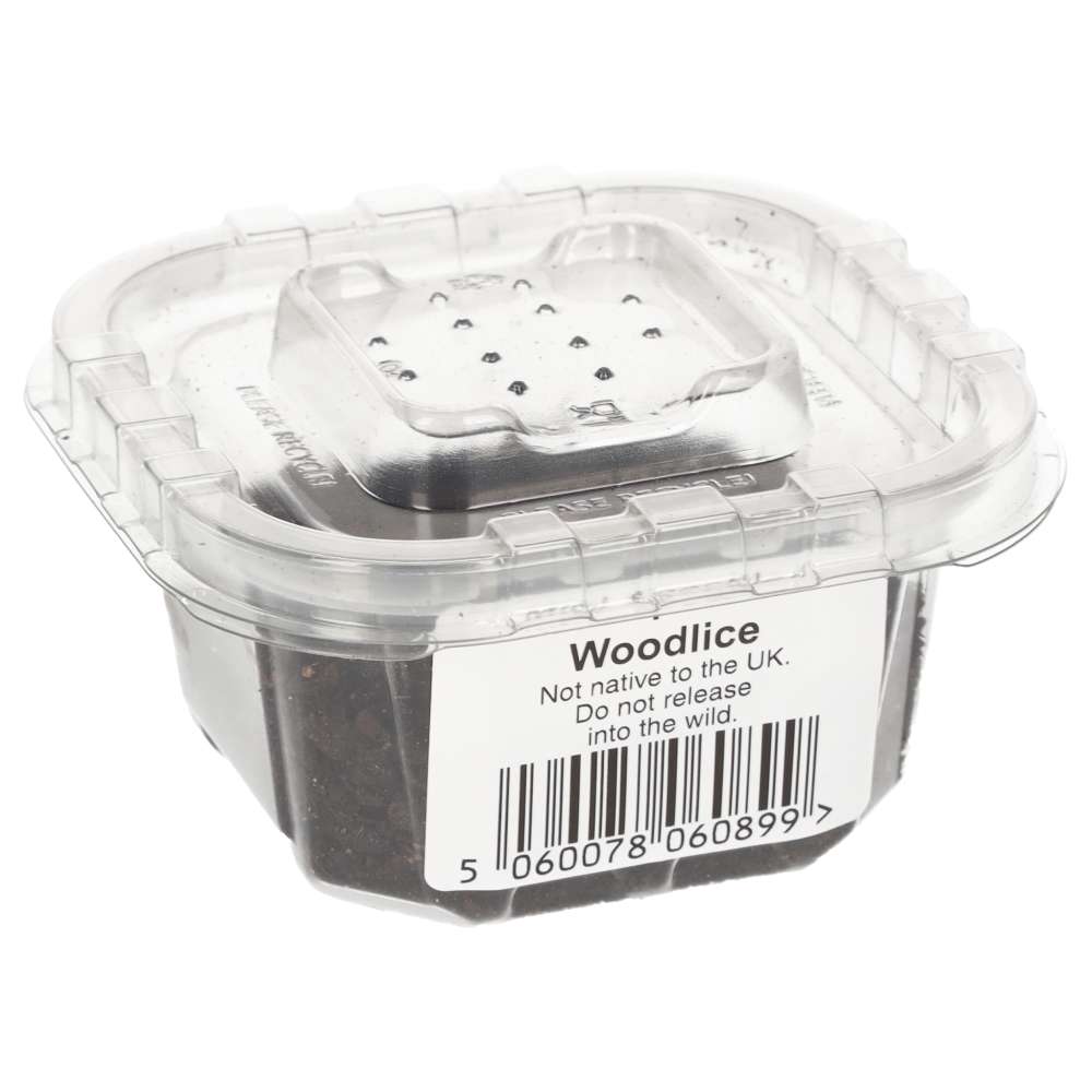 Mini Speckled Woodlice culture