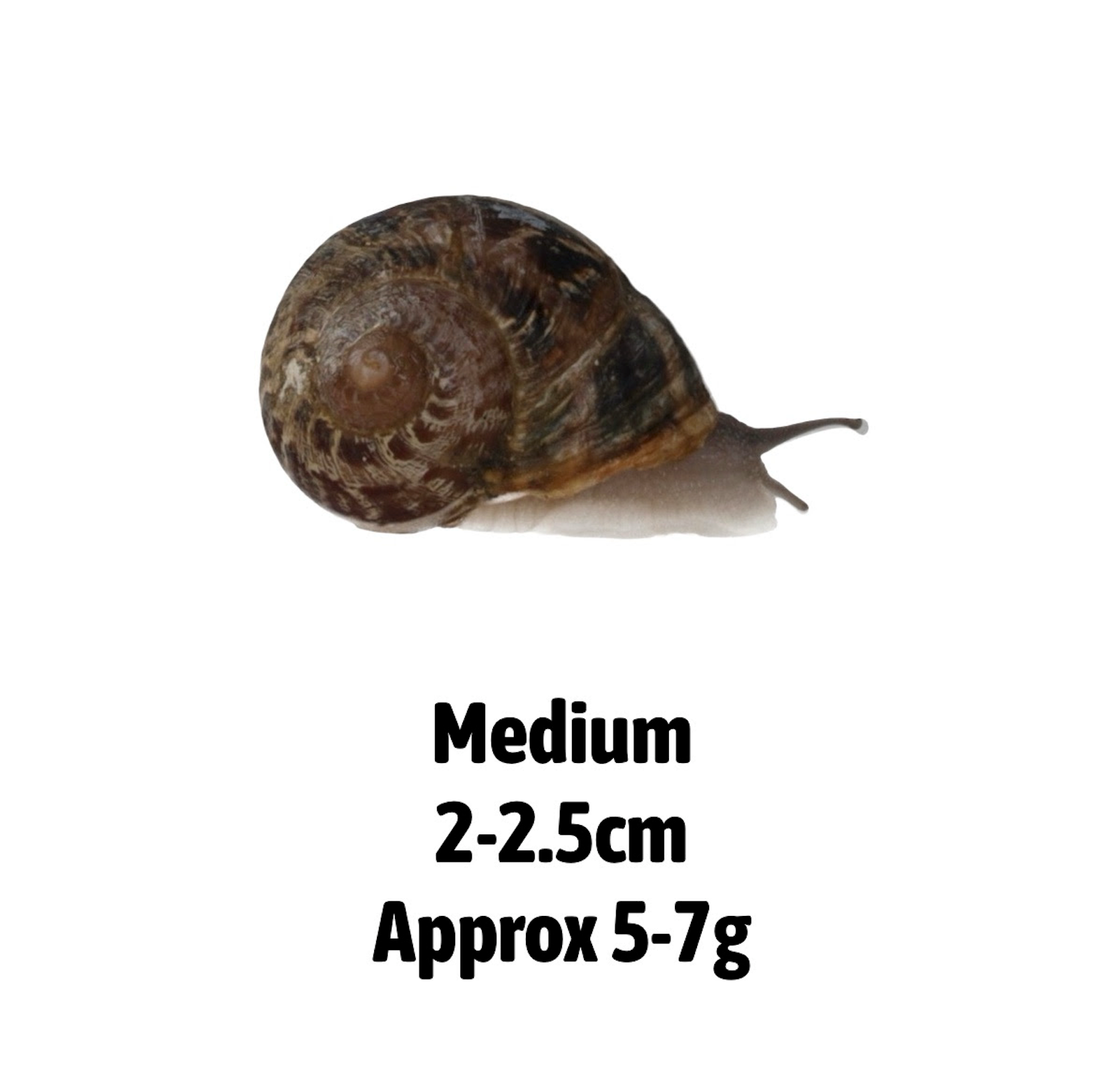 Live Snails for Reptiles