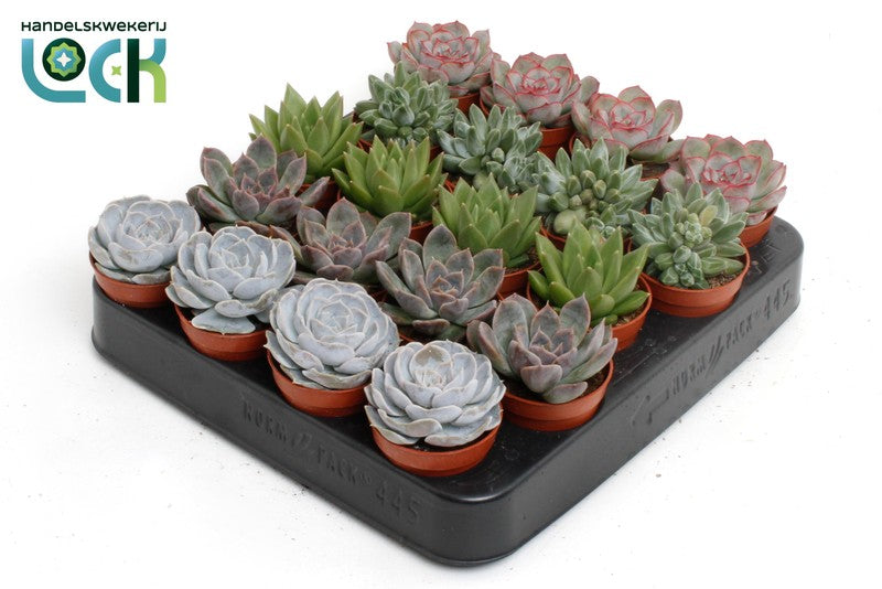 Echeveria mix (5.5cm Pot) 10cm