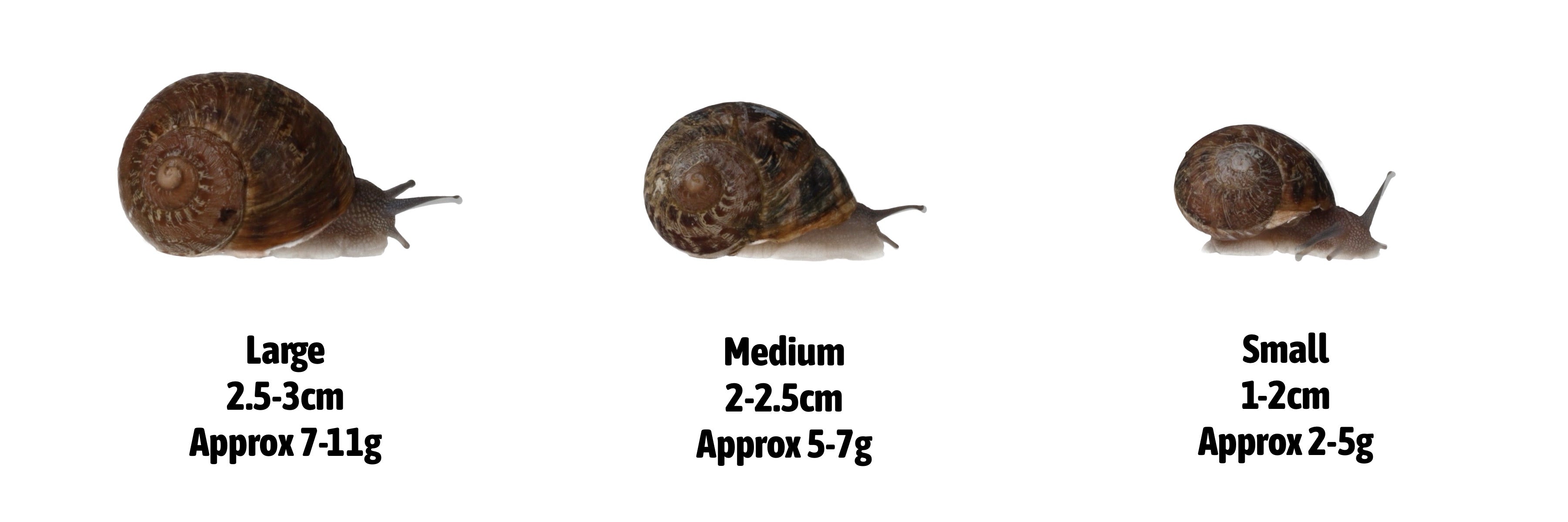 Live Snails for Reptiles