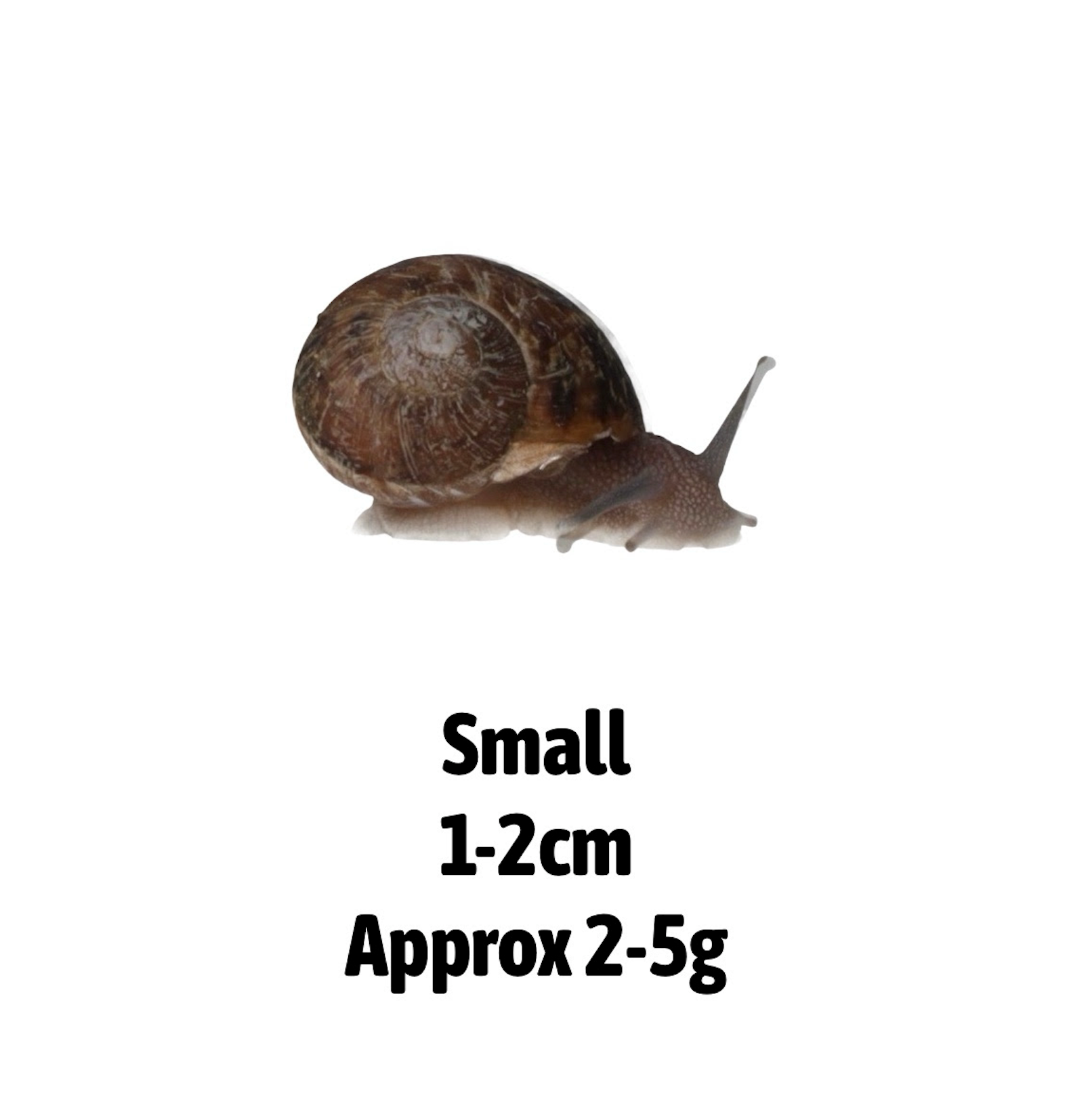 Live Snails for Reptiles