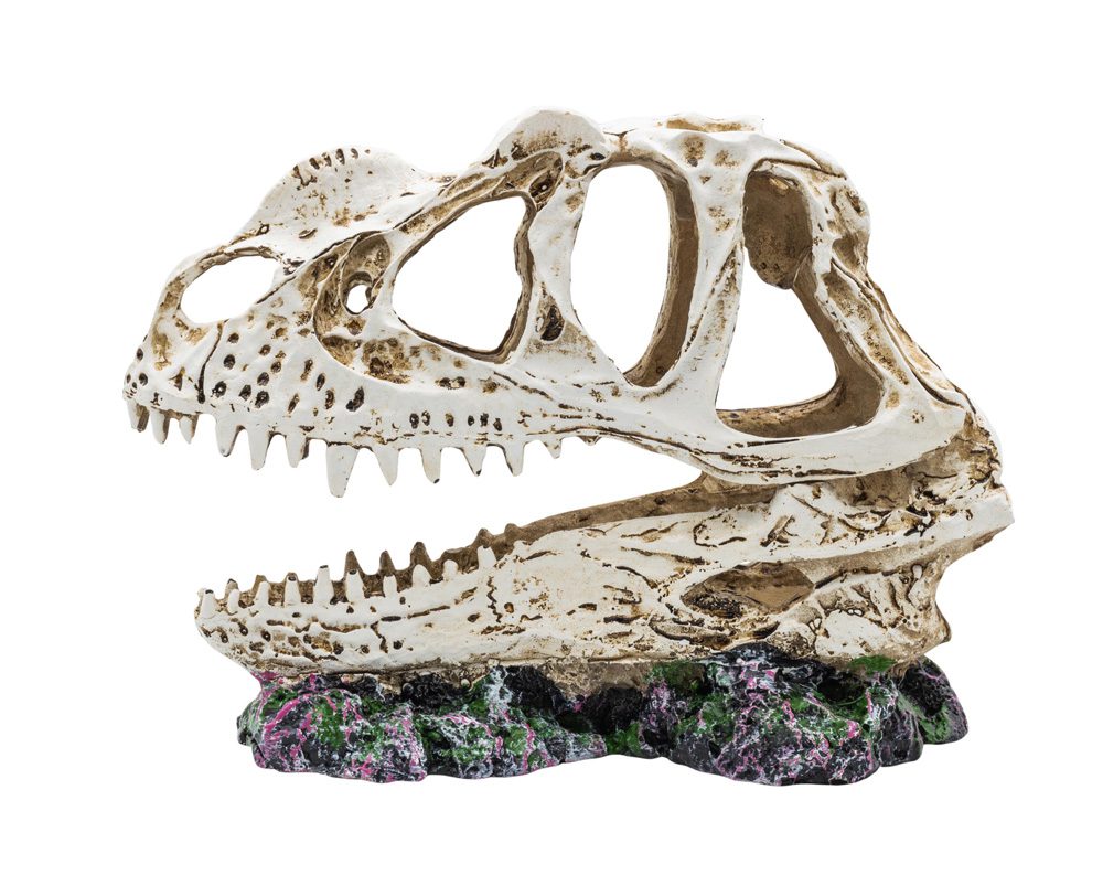 PR Ceratosuarus Skull 19x9x14cm DPS040