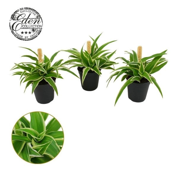 Chlorophytum Ocean bambino (5.5cm Pot) 10cm