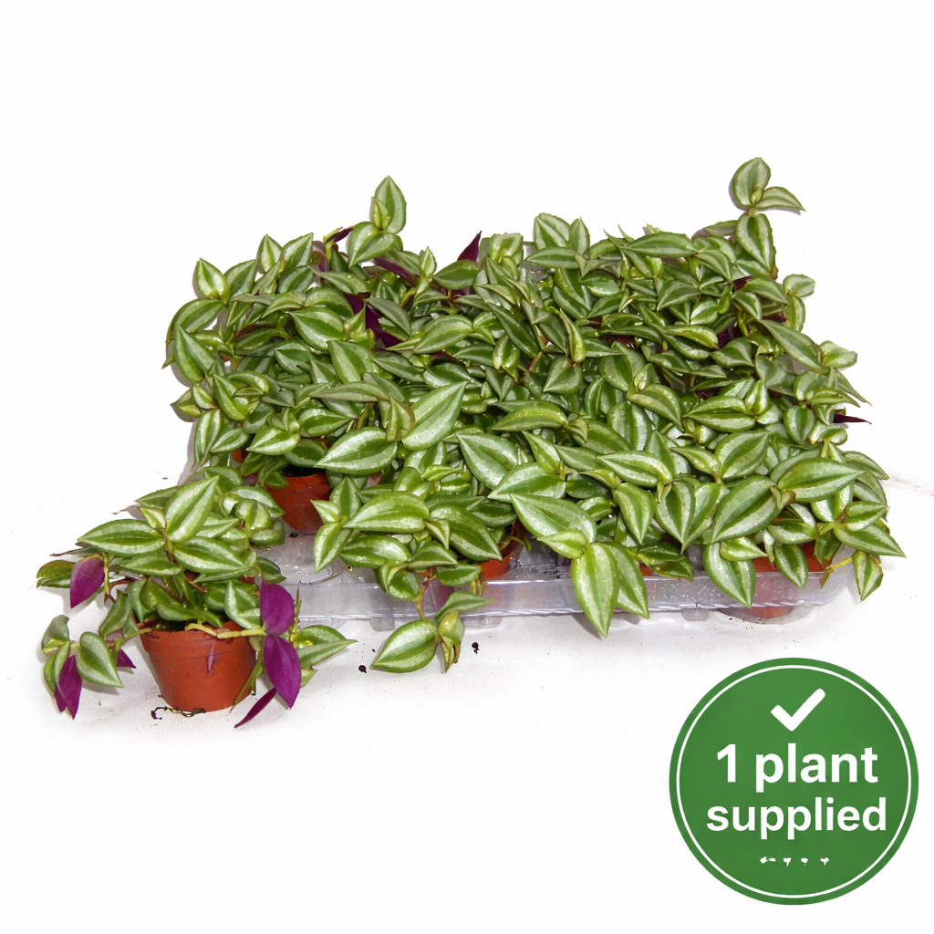 Tradescantia zebra (7cm Pot)