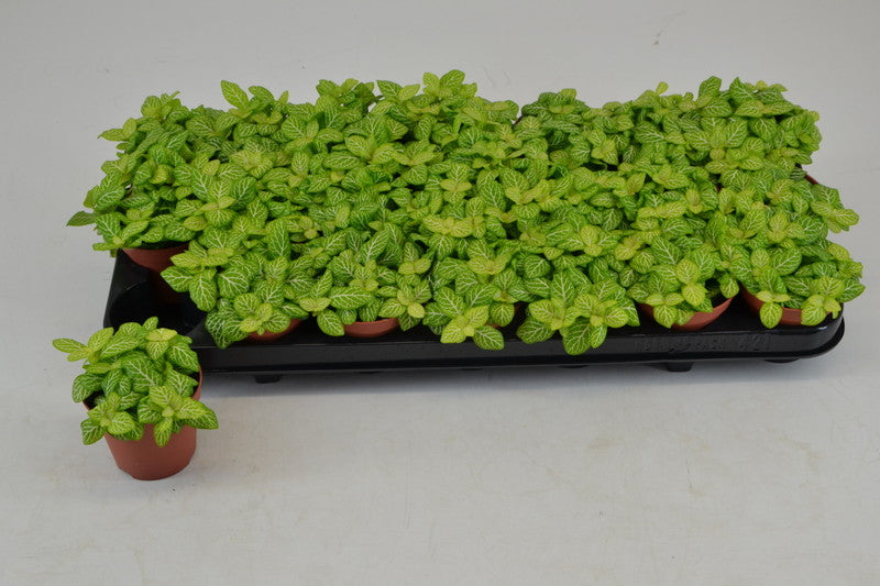 Fittonia Joly Lemon (8.5cm Pot) 12.5cm