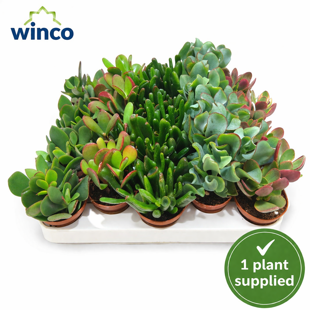 Crassula mix mixed (5.5cm Pot) 12.5cm
