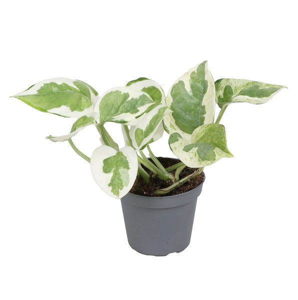 Epipremnum aur Njoy (6cm Pot) 10cm