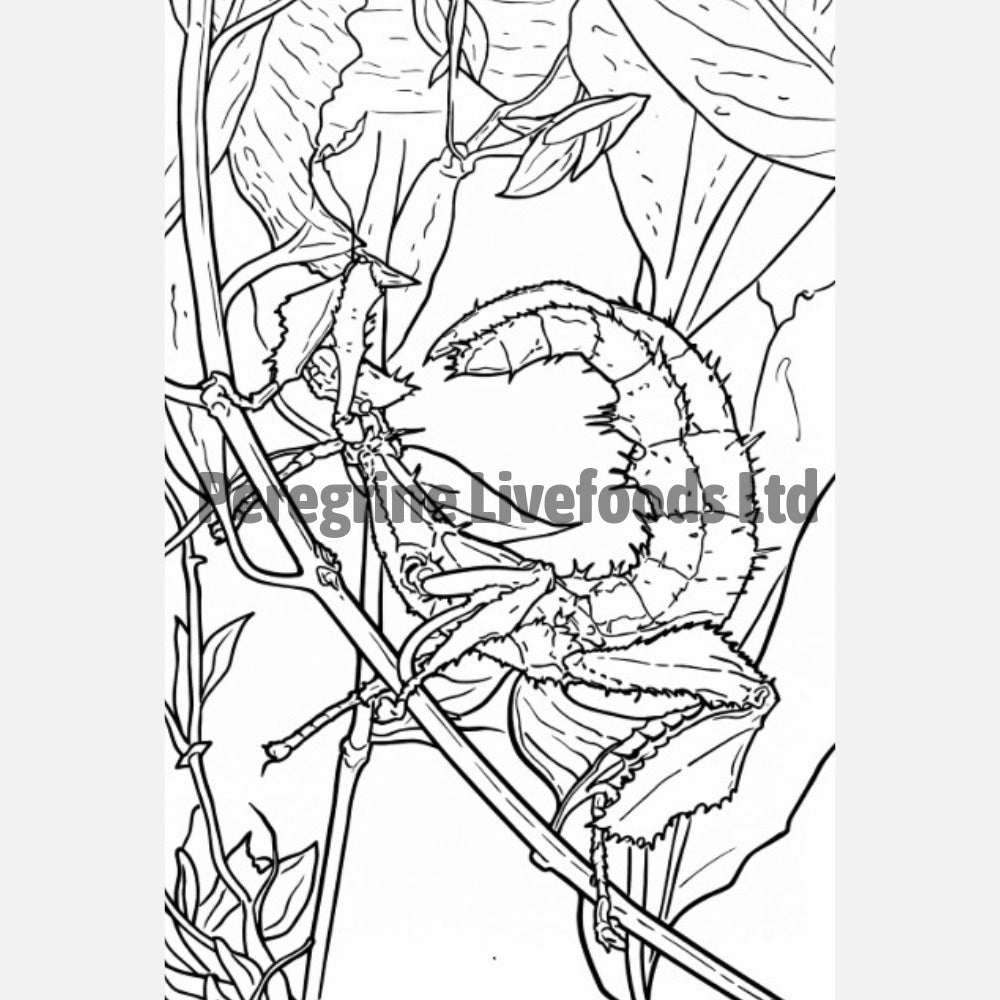 The Colouring Book of Invertebrates