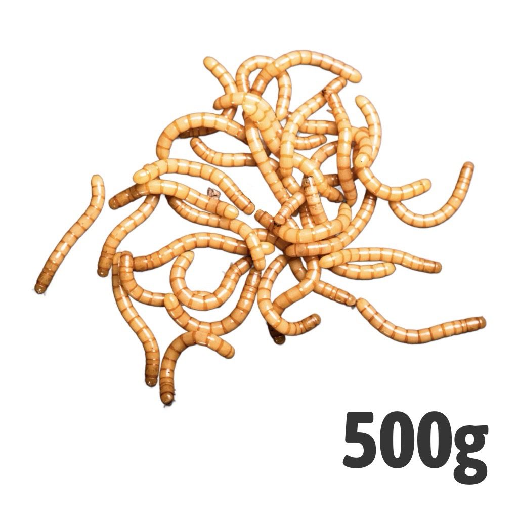 Giant Mealworms