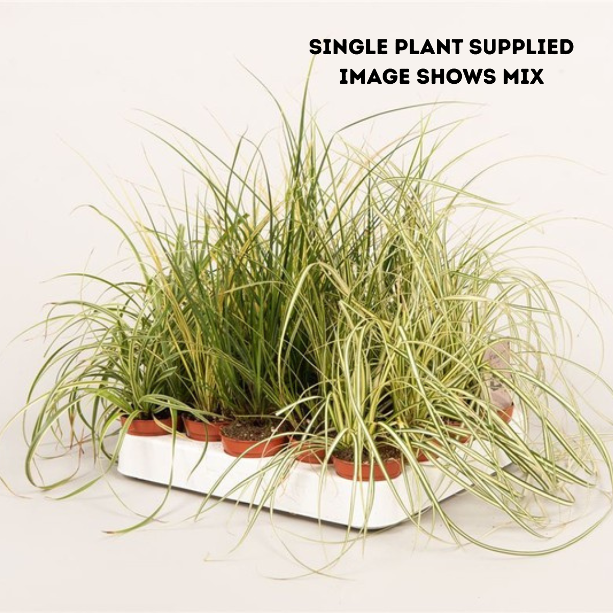 Mixed Carex Sedge Plant (5.5cm Pot) 15cm